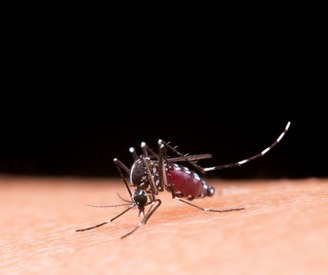 Sesapi investiga morte de paciente com sintomas de dengue em Bom Jesus e reforça ações contra a doença no estado
