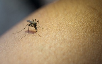 Casos de dengue caem 74% no Piauí na 13ª Semana Epidemiológica