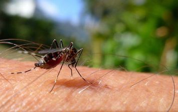 Piauí mantém redução de casos em decorrência da dengue e chikungunya
