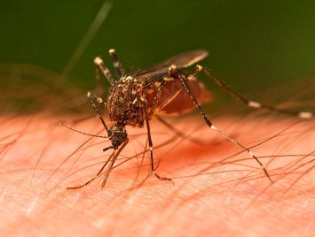 Dengue no Piauí teve a maior redução dos últimos anos