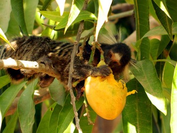  Raiva: Sesapi alerta para perigos de se domesticar animais silvestres