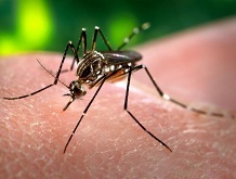 Vigilância Sanitária mobiliza empresas para o combate do mosquito aedes aegypti