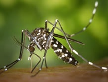Tire suas dúvidas sobre a vacina da dengue